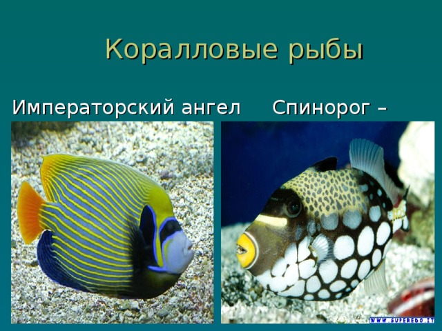  Коралловые рыбы Императорский ангел Спинорог – клоун 