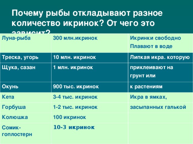 Почему рыбы откладывают разное количество икринок? От чего это зависит?   Луна-рыба 300 млн.икринок Треска, угорь Икринки свободно Плавают в воде 10 млн. икринок Щука, сазан 1 млн. икринок Липкая икра. которую Окунь Кета 900 тыс. икринок приклеивают на грунт или 3-4 тыс. икринок к растениям Горбуша Икра в ямках, 1-2 тыс. икринок Колюшка 100 икринок засыпанных галькой Сомик-гоплостерн 10-3 икринок 