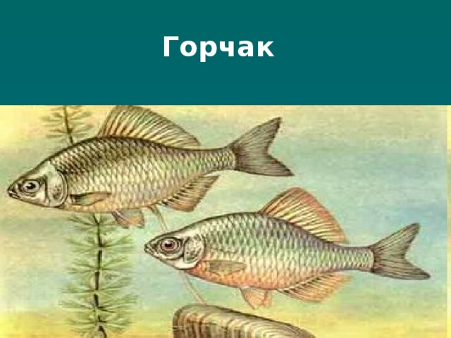 Горчак 