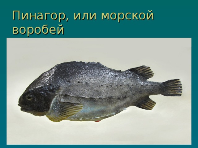 Пинагор, или морской воробей 