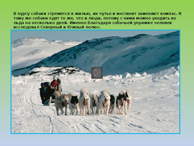В пургу собаки стремятся к жилью, их чутье и инстинкт заменяют компас. К тому же собаки едят то же, что и люди, потому с ними можно уходить во льда на несколько дней. Именно благодаря собачьей упряжке человек исследовал Северный и Южный полюс. 