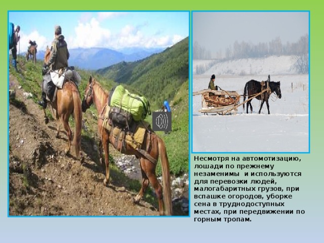 Несмотря на автомотизацию, лошади по прежнему незаменимы и используются для перевозки людей, малогабаритных грузов, при вспашке огородов, уборке сена в труднодоступных местах, при передвижении по горным тропам. 