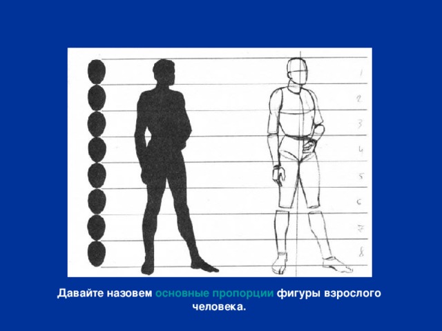 Давайте назовем основные пропорции фигуры взрослого человека. 