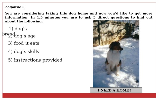 Задание 2 You are considering taking this dog home and now you’d like to get more information. In 1.5 minutes you are to ask 5 direct questions to find out about the following: 1) dog’s breed 2) dog’s age 3) food it eats 4) dog’s skills 5) instructions provided  I NEED A HOME ! 