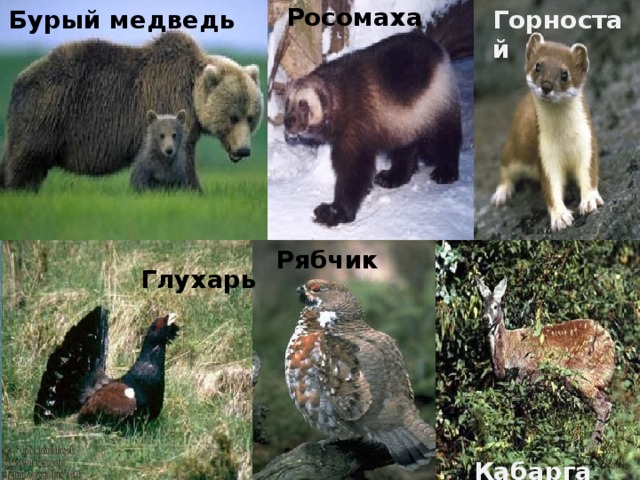 Росомаха Бурый медведь Горностай Рябчик Глухарь Кабарга 