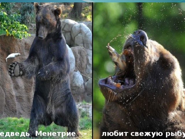 Медведь Менетрие - любит свежую рыбу 