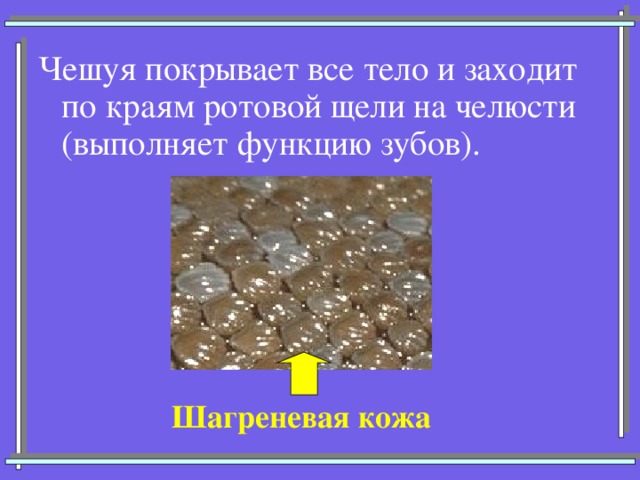 Чешуя покрывает все тело и заходит по краям ротовой щели на челюсти (выполняет функцию зубов). Шагреневая кожа 