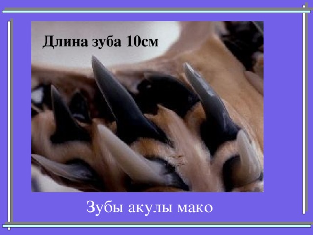 Длина зуба 10см Зубы акулы мако 