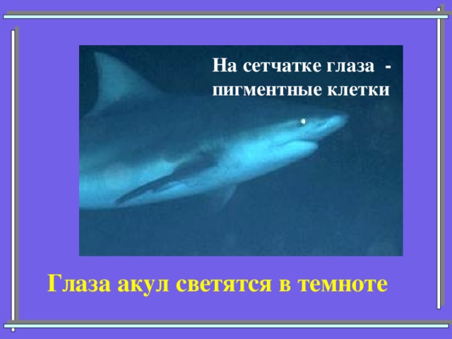 На сетчатке глаза - пигментные клетки Глаза акул светятся в темноте 