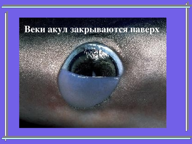 Веки акул закрываются наверх 