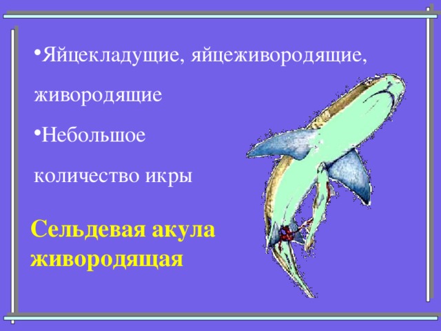 Яйцекладущие, яйцеживородящие, живородящие Небольшое количество икры Сельдевая акула живородящая 