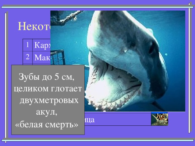 Некоторые представители акул 1 Кархарадон (Большая белая) 2 Мако (Серо-голубая) 3 Китовая 4 Тигровая 5 Катран (Колючая) 6 7 Акула-молот Морская лисица Зубы до 5 см, целиком глотает  двухметровых акул, «белая смерть»  