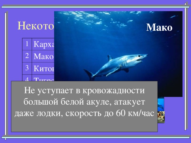 Некоторые представители акул Мако 1 Кархарадон (Большая белая) 2 3 Мако (Серо-голубая) Китовая 4 Тигровая 5 Катран (Колючая) 6 Акула-молот 7 Морская лисица Не уступает в кровожадности большой белой акуле, атакует даже лодки, скорость до 60 км/час 