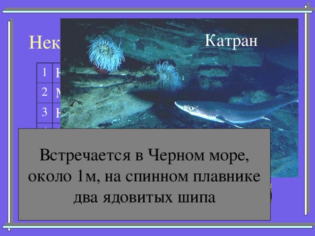 Некоторые представители акул Катран 1 Кархарадон (Большая белая) 2 Мако (Серо-голубая) 3 Китовая 4 Тигровая 5 Катран (Колючая) 6 Акула-молот 7 Морская лисица Встречается в Черном море, около 1м, на спинном плавнике два ядовитых шипа 34 