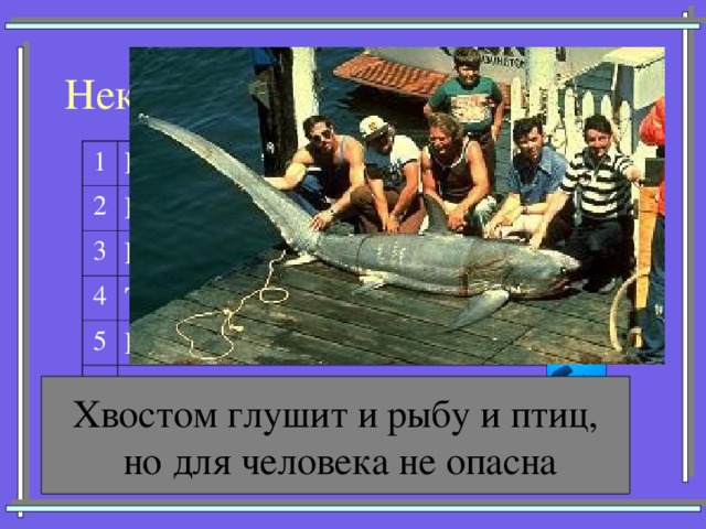Некоторые представители акул 1 Кархарадон (Большая белая) 2 3 Мако (Серо-голубая) Китовая 4 Тигровая 5 Катран (Колючая) 6 Акула-молот 7 Морская лисица Хвостом глушит и рыбу и птиц,  но для человека не опасна  