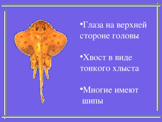 Глаза на верхней стороне головы Хвост в виде тонкого хлыста Многие имеют  шипы 
