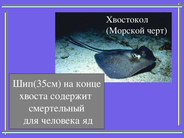 Хвостокол (Морской черт) Шип(35см) на конце хвоста содержит смертельный  для человека яд 