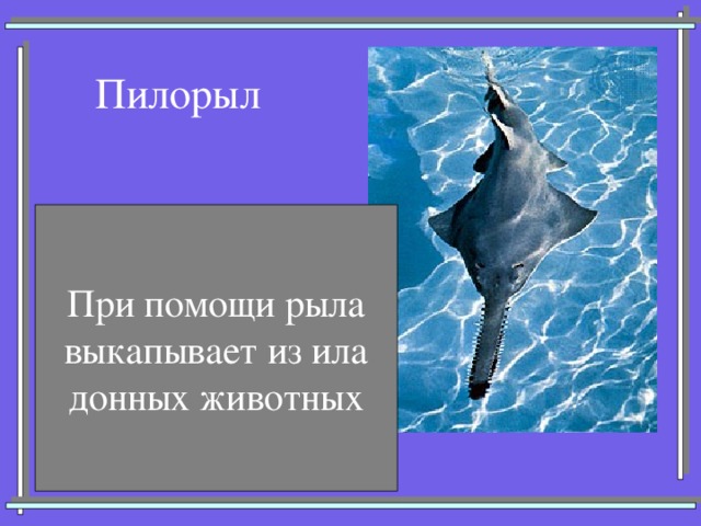 Пилорыл При помощи рыла выкапывает из ила донных животных 
