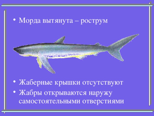 Морда вытянута – рострум  Жаберные крышки отсутствуют Жабры открываются наружу самостоятельными отверстиями 