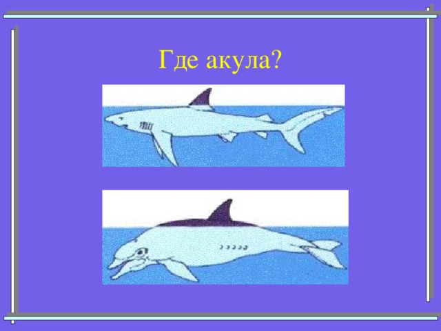 Где акула? 