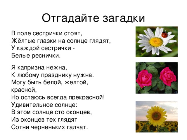 В поле сестрички стоят,  Жёлтые глазки на солнце глядят,   У каждой сестрички -  Белые реснички.  Я капризна нежна,   К любому празднику нужна.   Могу быть белой, желтой, красной,   Но остаюсь всегда прекрасной!  Удивительное солнце:   В этом солнце сто оконцев,   Из оконцев тех глядят   Сотни черненьких галчат.  