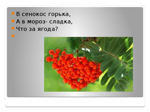 В сенокос горька, А в мороз- сладка, Что за ягода? 