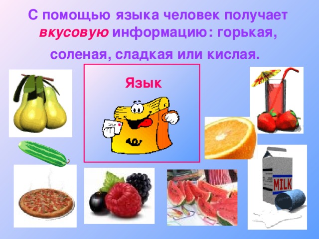 С помощью языка человек получает вкусовую информацию: горькая, соленая, сладкая или кислая.  Язык 