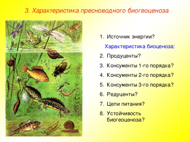 3. Характеристика пресноводного биогеоценоза Источник энергии? Характеристика биоценоза: Продуценты? Консументы 1-го порядка? Консументы 2-го порядка? Консументы 3-го порядка? Редуценты? Цепи питания? Устойчивость биогеоценоза?  