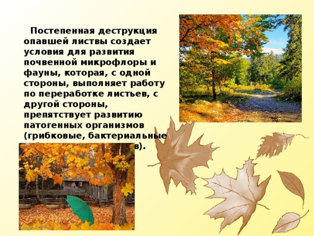  Постепенная деструкция опавшей листвы создает условия для развития почвенной микрофлоры и фауны, которая, с одной стороны, выполняет работу по переработке листьев, с другой стороны, препятствует развитию патогенных организмов (грибковые, бактериальные заболевания деревьев). 