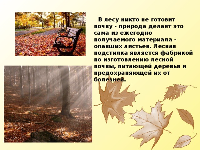  В лесу никто не готовит почву - природа делает это сама из ежегодно получаемого материала - опавших листьев. Лесная подстилка является фабрикой по изготовлению лесной почвы, питающей деревья и предохраняющей их от болезней. 