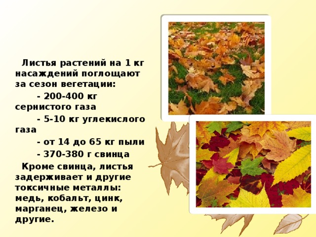  Листья растений на 1 кг насаждений поглощают за сезон вегетации:  - 200-400 кг сернистого газа  - 5-10 кг углекислого газа  - от 14 до 65 кг пыли  - 370-380 г свинца  Кроме свинца, листья задерживает и другие токсичные металлы: медь, кобальт, цинк, марганец, железо и другие. 