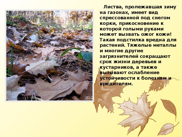  Листва, пролежавшая зиму на газонах, имеет вид спрессованной под снегом корки, прикосновение к которой голыми руками может вызвать ожог кожи! Такая подстилка вредна для растений. Тяжелые металлы и многие другие загрязнителей сокращают срок жизни деревьев и кустарников, а также вызывают ослабление устойчивости к болезням и вредителям. 