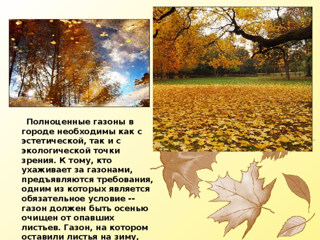  Полноценные газоны в городе необходимы как с эстетической, так и с экологической точки зрения. К тому, кто ухаживает за газонами, предъявляются требования, одним из которых является обязательное условие -- газон должен быть осенью очищен от опавших листьев. Газон, на котором оставили листья на зиму, выпревает и теряет качество. 