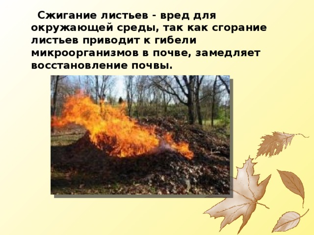  Сжигание листьев - вред для окружающей среды, так как сгорание листьев приводит к гибели микроорганизмов в почве, замедляет восстановление почвы. 