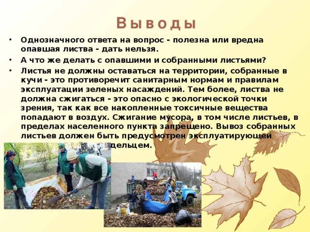 Выводы Однозначного ответа на вопрос - полезна или вредна опавшая листва - дать нельзя. А что же делать с опавшими и собранными листьями? Листья не должны оставаться на территории, собранные в кучи - это противоречит санитарным нормам и правилам эксплуатации зеленых насаждений. Тем более, листва не должна сжигаться - это опасно с экологической точки зрения, так как все накопленные токсичные вещества попадают в воздух. Сжигание мусора, в том числе листьев, в пределах населенного пункта запрещено. Вывоз собранных листьев должен быть предусмотрен эксплуатирующей организацией и владельцем. 