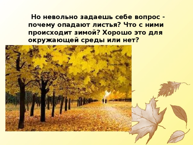  Но невольно задаешь себе вопрос - почему опадают листья? Что с ними происходит зимой? Хорошо это для окружающей среды или нет? 
