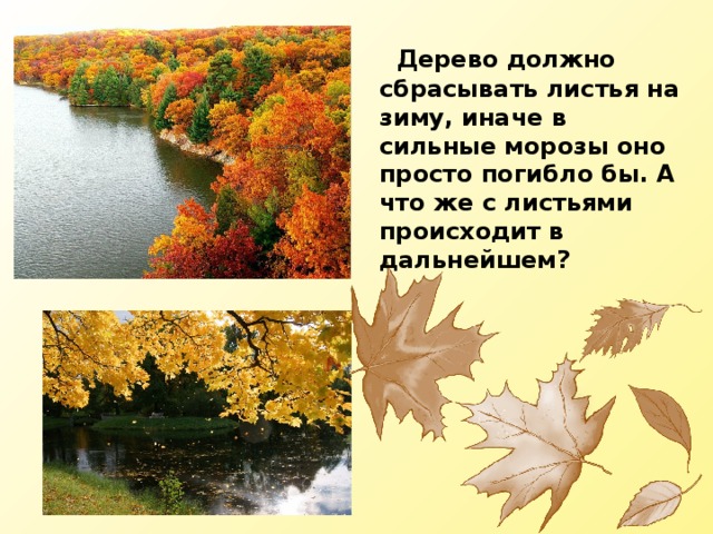  Дерево должно сбрасывать листья на зиму, иначе в сильные морозы оно просто погибло бы. А что же с листьями происходит в дальнейшем? 