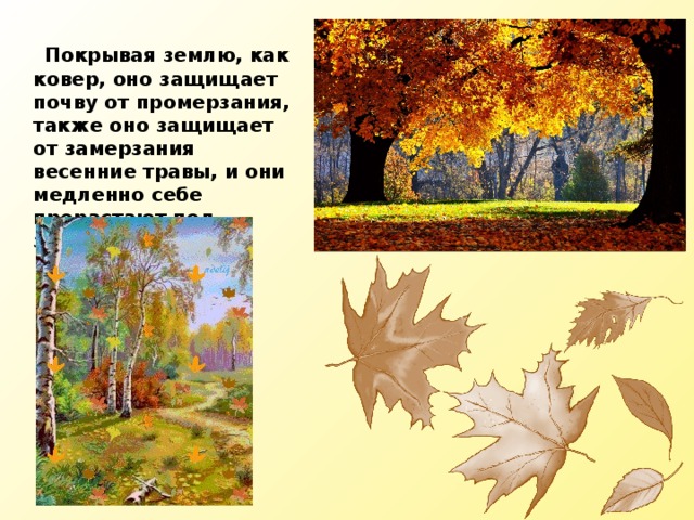  Покрывая землю, как ковер, оно защищает почву от промерзания, также оно защищает от замерзания весенние травы, и они медленно себе прорастают под землей до весны. 