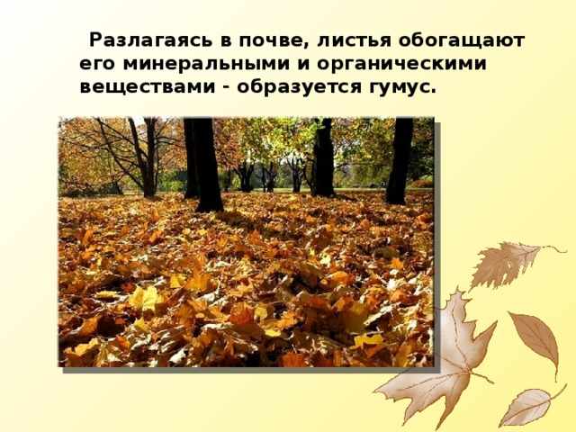  Разлагаясь в почве, листья обогащают его минеральными и органическими веществами - образуется гумус. 