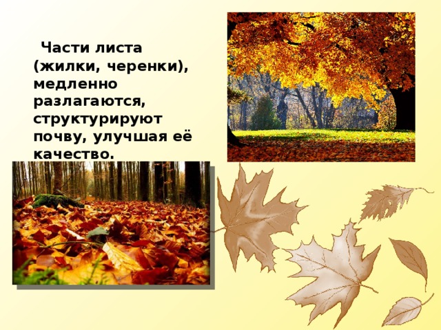  Части листа (жилки, черенки), медленно разлагаются, структурируют почву, улучшая её качество. 