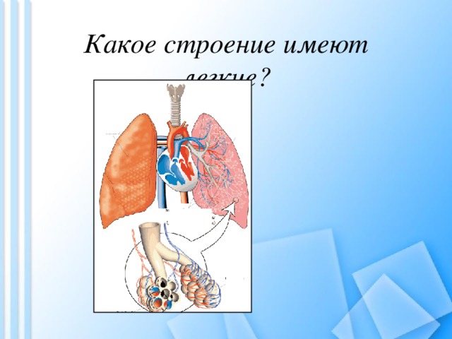 Какое строение имеют легкие? 