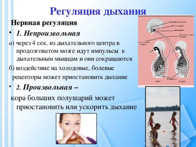 Регуляция дыхания  Нервная регуляция 1. Непроизвольная  а ) через 4 сек. из дыхательного центра в продолговатом мозге идут импульсы к дыхательным мышцам и они сокращаются б) воздействие на холодовые, болевые  рецепторы  может приостановить дыхание 2. Произвольная –  кора больших полушарий может приостановить или ускорить дыхание 