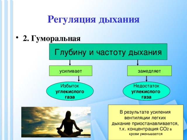 Регуляция дыхания 2. Гуморальная Глубину и частоту дыхания усиливает замедляет Избыток Недостаток углекислого углекислого газа газа В результате усиления вентиляции легких дыхание приостанавливается, т.к. концентрация СО 2 в крови уменьшается 