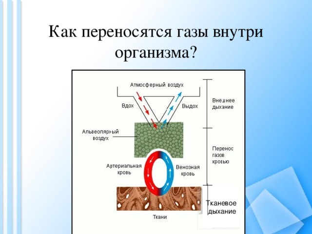 Как переносятся газы внутри организма? Тканевое  дыхание 