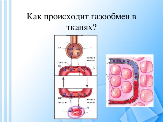 Как происходит газообмен в тканях? 