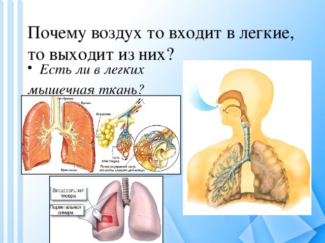 Почему воздух то входит в легкие, то выходит из них? Есть ли в легких мышечная ткань? 
