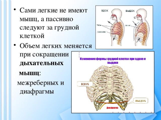 Сами легкие не имеют мышц, а пассивно следуют за грудной клеткой Объем легких меняется при сокращении дыхательных  мышц :  межреберных и диафрагмы 