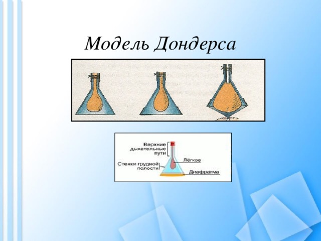 Модель Дондерса 