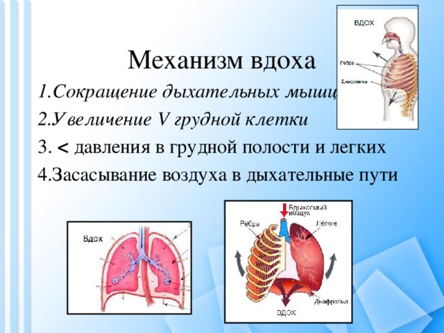 Механизм вдоха 1.Сокращение дыхательных мышц 2.Увеличение V грудной клетки 3.  давления в грудной полости и легких 4.Засасывание воздуха в дыхательные пути 
