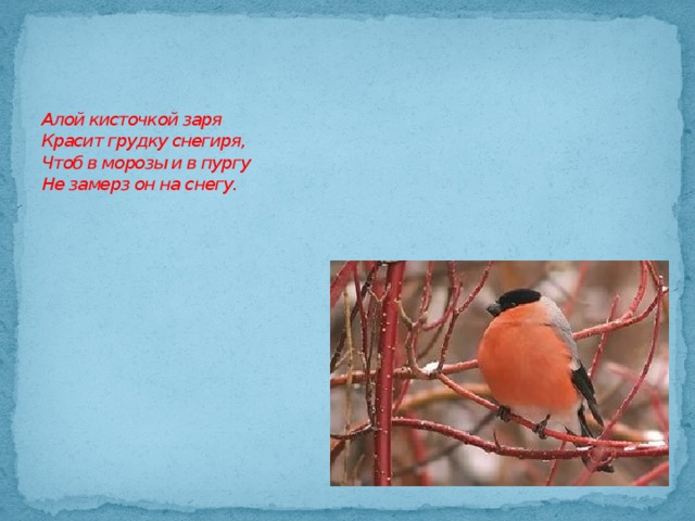 Алой кисточкой заря  Красит грудку снегиря,  Чтоб в морозы и в пургу  Не замерз он на снегу. 